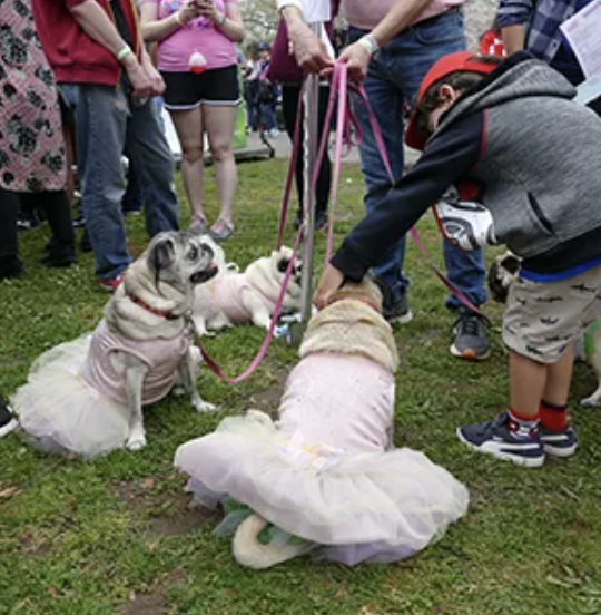 比京都还浪漫？2025费城樱花节全攻略，等你来赴约！